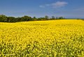 A field of rape near Termonfeckin, Co. Louth